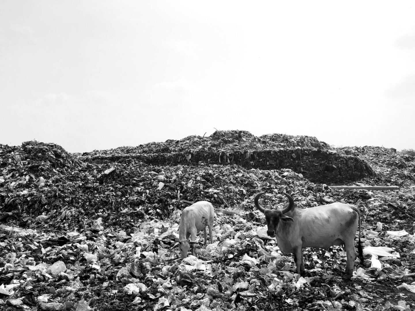 Waste Disposal
